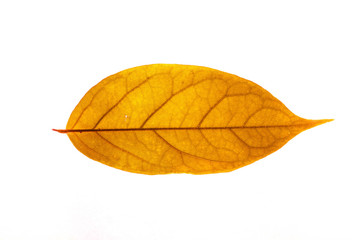 Winter red leaves with isolated white background for relaxing holiday season and text adding commercial