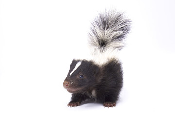 Baby striped skunk, Mephitis mephitis
