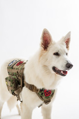 White Shepherd on the White background