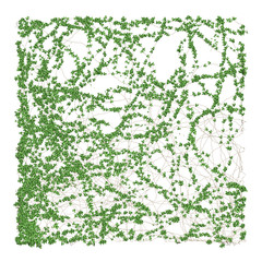 ivy leaves isolated on a white background.