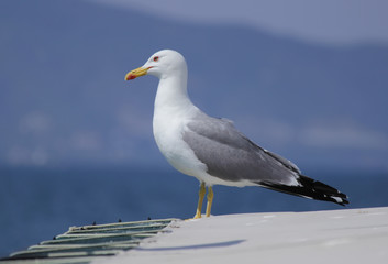 Seagull