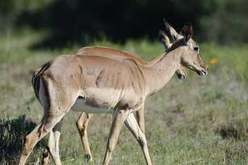 Impala, South Africa