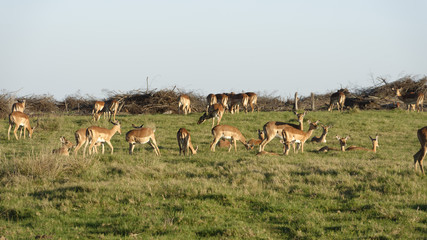 Fototapeta na wymiar Impala, South Africa