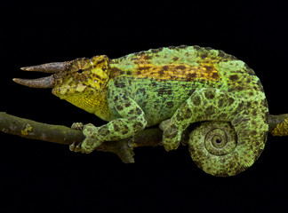 Johnston's chameleon, Trioceros johnstoni © mgkuijpers