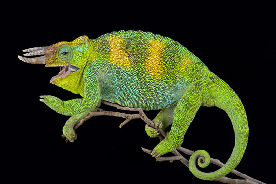 Johnston's chameleon, Trioceros johnstoni