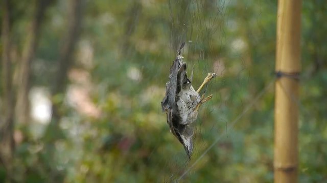 Bird trapped in net,struggling to die in green forest like fail loser.Shaking leaves of tree canopy in wind.destruction of ecological balance.
