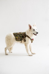 White Shepherd on the White background