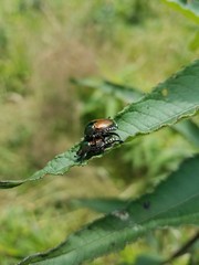 Japanese beetles mating on leaf