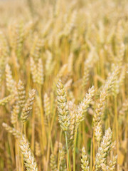 Weizen, Triticum, Getreide, Getreidefeld