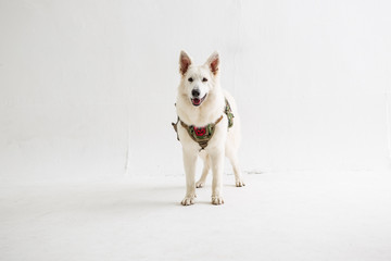 White Shepherd on the White background