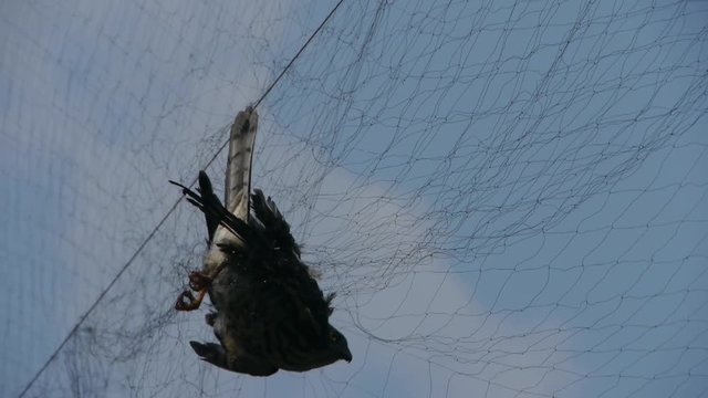 Bird trapped in net,struggling to die in blue sky like fail loser.destruction of ecological balance.