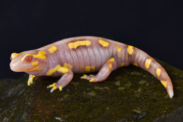 Barred Fire salamander, Salamandra terrestris albino