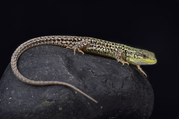 Naklejka premium Balkan wall lizard, Podarcis tauricus tauricus