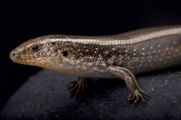 western three-toed skink, Chalcides striatus