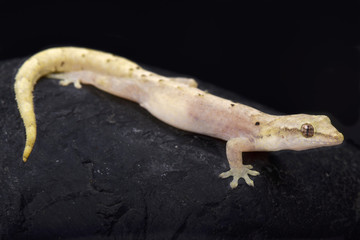 Fototapeta premium Mourning gecko, Lepidodactylus lugubris