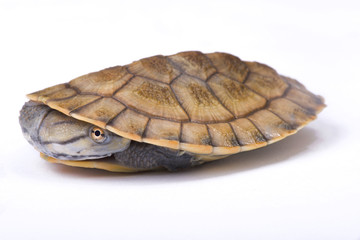 Geoffroy’s side-necked turtle, Phrynops geoffroanus