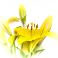 Yellow Flower on white