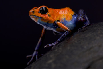 Strawberry dart frog, Oophaga pumilio 