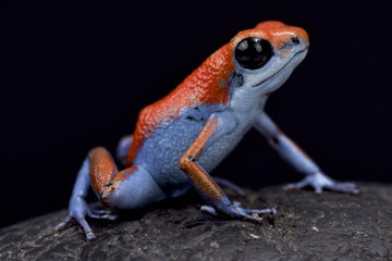 Strawberry dart frog, Oophaga pumilio 