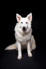 White Shepherd on the black background