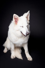 Fototapeta premium White Shepherd on the black background