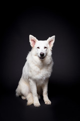 White Shepherd on the black background