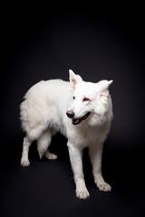 White Shepherd on the black background