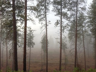 Fog in the Forest