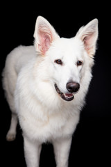 White Shepherd on the black background