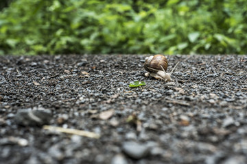 Burgundy snail Helix on the forest surface in natural environment macro close-up images nature focus depth