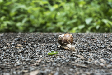Burgundy snail Helix on the forest surface in natural environment macro close-up images nature focus depth