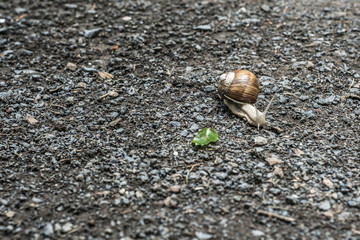 Burgundy snail Helix on the forest surface in natural environment macro close-up images nature focus depth