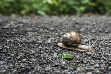 Burgundy snail Helix on the forest surface in natural environment macro close-up images nature focus depth