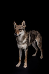 wolf dog on the black background