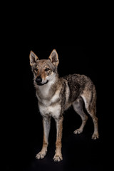 wolf dog on the black background