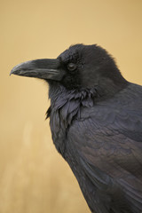 Common Raven (Corvus corax) Yellowstone NP, Wyoming, USA