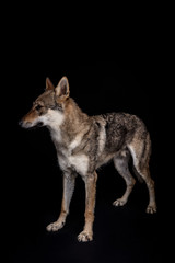 wolf dog on the black background