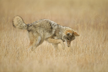 Naklejka na ściany i meble Coyote (Canis latrans) Grand Teton & Yellowstone NPs, Wyoming, USA