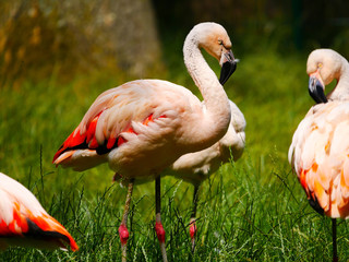 Flamants roses