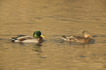 Obraz premium Mallard (Anas platyrhyncos)
