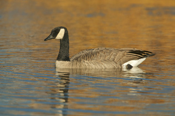 Canada goose (Branta canadensis)