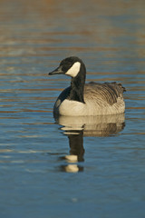 Canada goose (Branta canadensis)