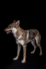 wolf dog on the black background