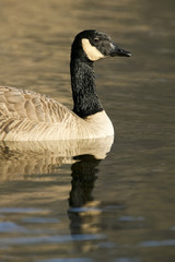 Canada goose (Branta canadensis)