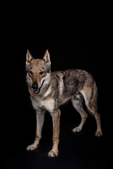 wolf dog on the black background