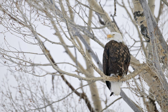 Bald Eagle (Haliaetus leucocephalus), Grand Teton NP, Wyoming, USA