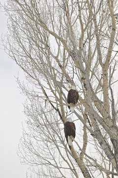 Bald Eagle (Haliaetus leucocephalus), Grand Teton NP, Wyoming, USA