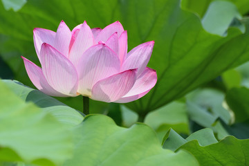 Macro texture of Japanese Pink Lotus flower with blurred background in horizontal frame