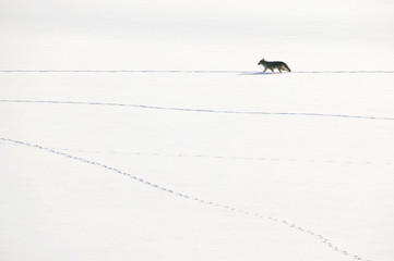 Coyote (Canis latrans) walking and leaving tracks on the snow. Grand Teton, Wyoming