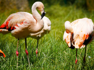Flamants roses